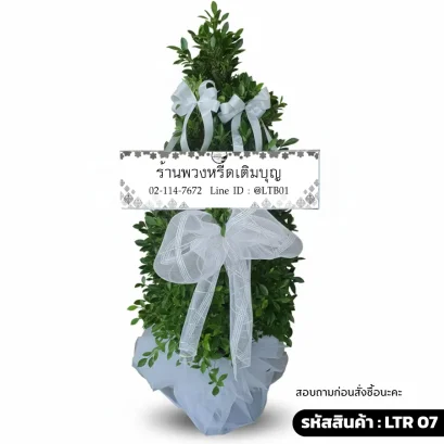 พวงหรีดต้นไม้ LTR 07 ปุญญานุสรณ์ ตกแต่งโบว์ตาข่ายสีขาวพรีเมียม ต้นไทรเกาหลีสูง 120 ซม.