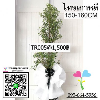 พวงหรีดต้นไม้ไทรเกาหลี TR005