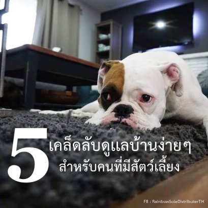 5 เคล็ดลับดูเเลบ้านง่ายๆ สำหรับคนที่มีสัตว์เลี้ยง 