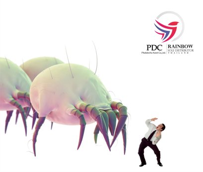 ชีวิตของตัว ไรฝุ่น ที่มันอยู่รอบตัวคุณที่คุณไม่รู้ 