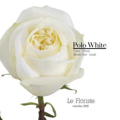 Polo White Rose