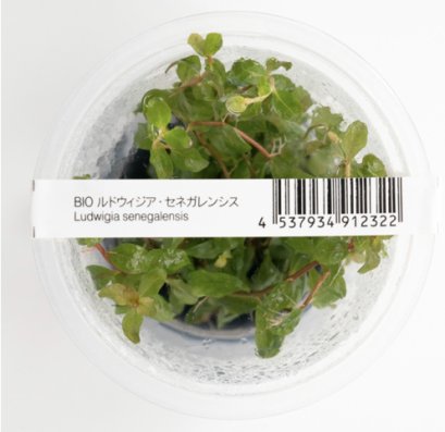 IC808 ADA Tissue Culture - Peacock Moss (Taxiphyllum sp. 'Peacock) (cup  size: short)