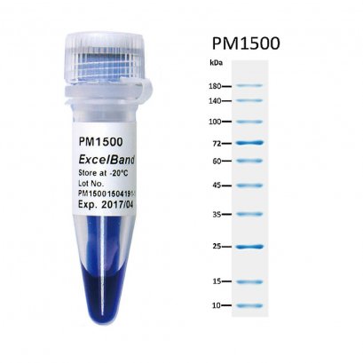 ExcelBand™ All Blue Regular Range Protein Marker (9-180 kDa), 250 μl x 2 (Buy 5 get 1 free & Buy 10 get 3 free)