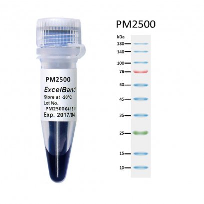 ExcelBand™ 3-color Regular Range Protein Marker (9-180 kDa), 250 μl x 2 (Buy 5 get 1 free & Buy 10 get 3 free)