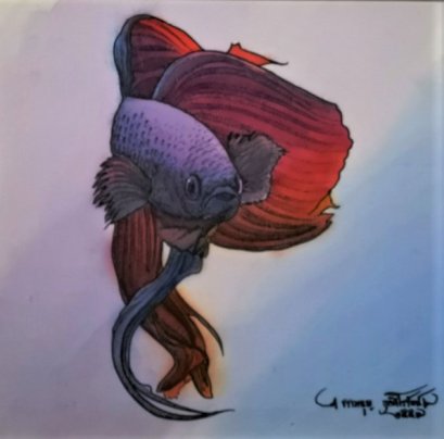 Betta 
