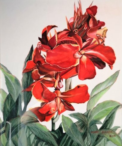 Red Canna lilly