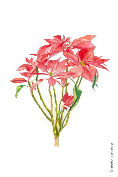 BMK Postcard (Poinsettia )