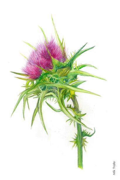 BMK Postcard (Milk Thistle)