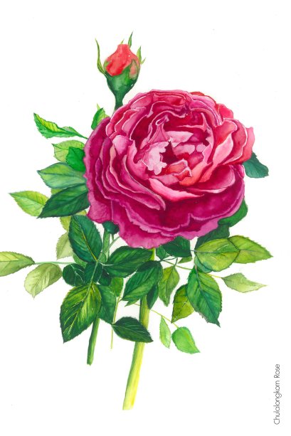 BMK โปสการ์ด (Chulalongkorn Rose)