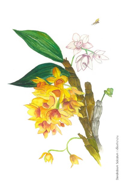 BMK โปสการ์ด (Dendrobium Salcatum)