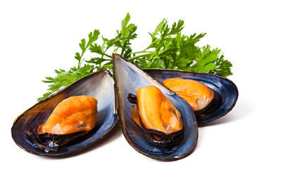 Mussels