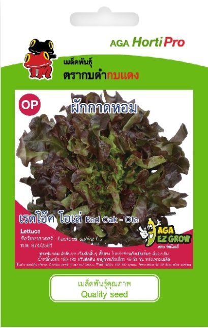 เมล็ดผักสลัด เรดโอ๊ค โอเล่