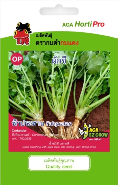 เมล็ดผักชี ฟ้าประทาน ซ.10 g