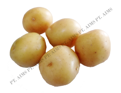 Potato Seed G - 0