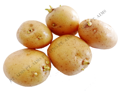 Potato Seed G - 2