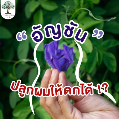 อัญชันช่วย ปลูกผมให้ดกได้ จริงหรือไม่?