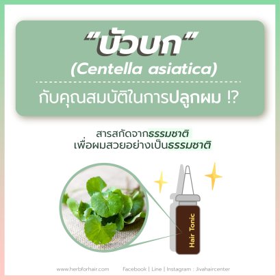 บัวบก กับคุณสมบัติในการปลูกผม !?