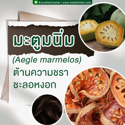 มะตูมนิ่ม (Aegle marmelos)  ต้านความชรา ชะลอหงอก
