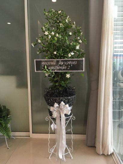 พวงหรีด ต้นพุดพิชญา