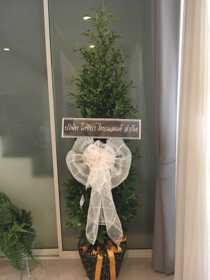 พวงหรีด ต้นไทรเกาหลี