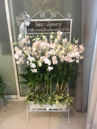 พวงหรีด กล้วยไม้ม๊อคคาร่า ใส่ราง