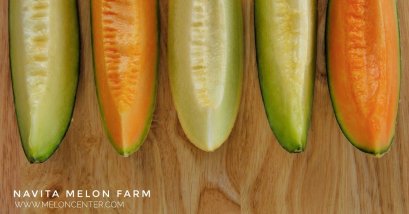 แพ็กเกจ เมล่อน เนื้อสีส้ม Package : Melon Orange Flesh