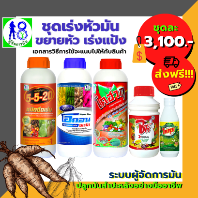 ชุดเร่งหัวมันสำปะหลัง ขยายหัว เร่งแป้ง ระบบผู้จัดการมัน