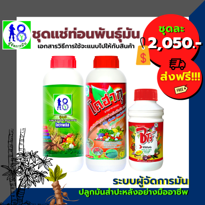 ชุดแช่ท่อนพันธุ์มันสำปะหลัง ระบบผู้จัดการมัน