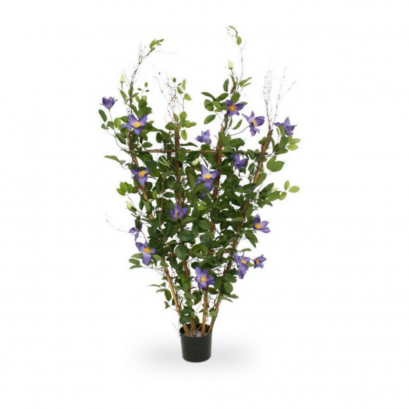 Clematis hedge purple - H 125 cm
