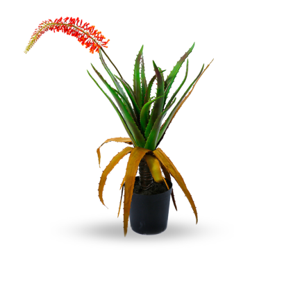 flowered Aloe H - 143 cm.
