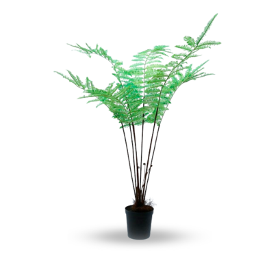 FERN TREE - H 165 CM