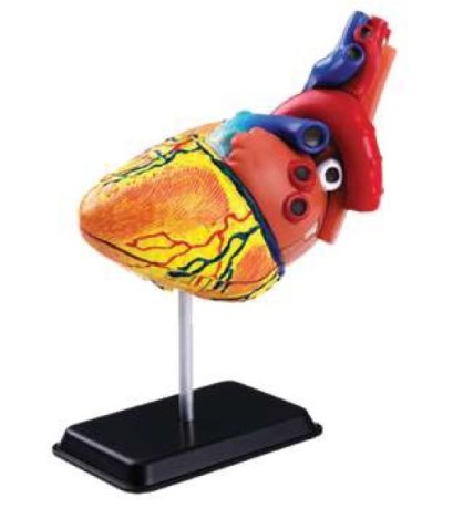 โมเดลหัวใจ