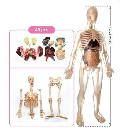 ร่างกายจำลอง เพศชาย