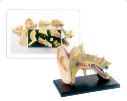 โมเดลหู