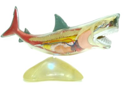 โมเดลปลาฉลาม