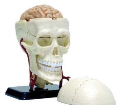 โมเดลระบบประสาท