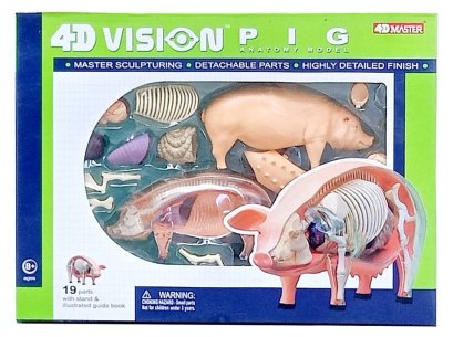 โมเดลหมู (4D Vision Pig)