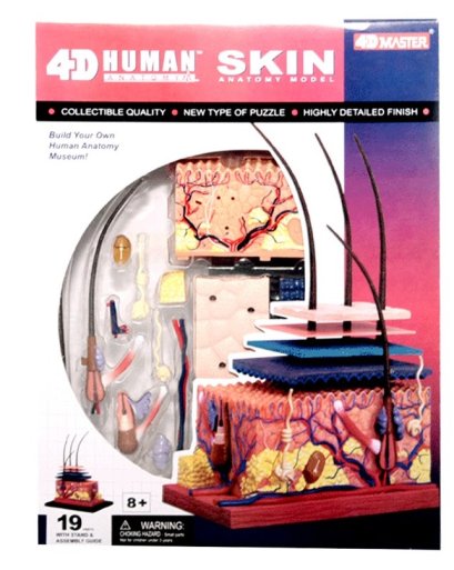 แบบจำลองผิวหนัง