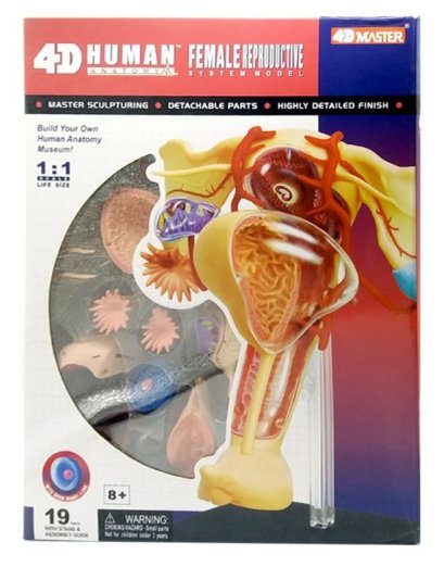 แบบจำลองระบบสืบพันธุ์หญิง