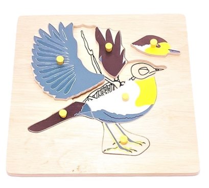 ภาพตัดต่อรูปโครงกระดูก นก