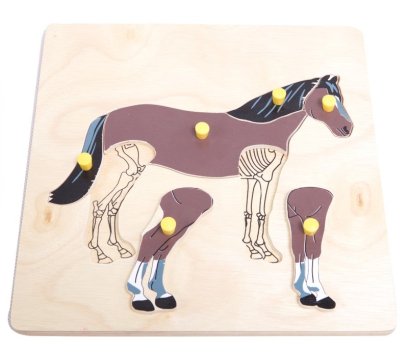 ภาพตัดต่อรูปโครงกระดูก ม้า