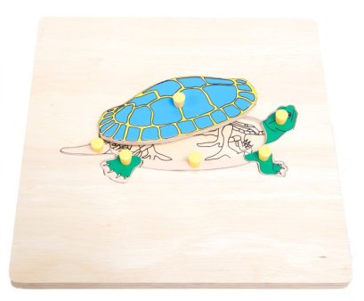 ภาพตัดต่อรูปโครงกระดูกเต่า