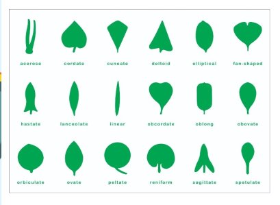 แผ่นควบคุมตู้รูปภาพใบไม้