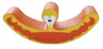 ไม้กระดกปูนิ่ม