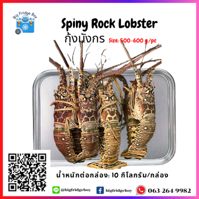 กุ้งมังกร  Size: 500-600 g./pc Spiny Rock Lobster Size: 500-600 g./pc