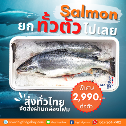 ปลาแซลมอนนอร์เวย์ สดๆ สั่งแบบทั้งตัว (Whole Fresh Salmon)