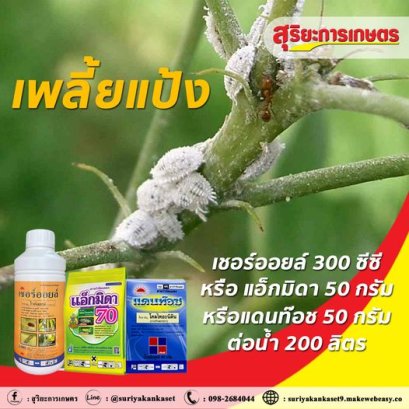 ล็อคดาวน์ เพลี้ยแป้ง