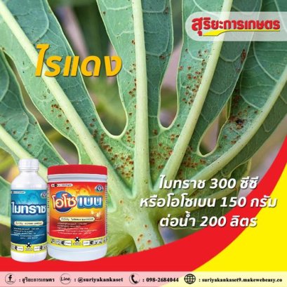 กำจัดไร ในมันสำปะหลัง