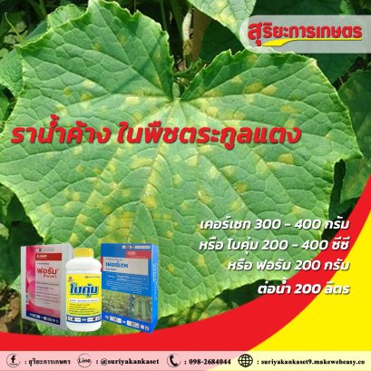 โรคราน้ำค้าง ในพืชตระกูลแตง