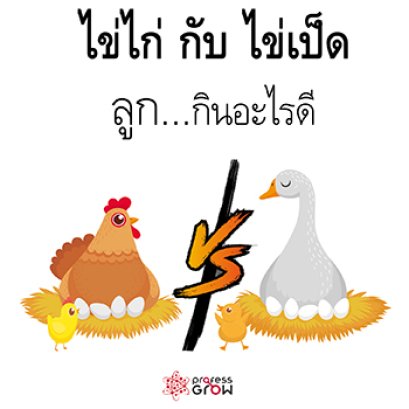 ไข่ไก่กับไข่เป็ดลูกกินอะไรดี